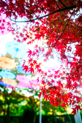 2025-11-15_153607_DSC_6368