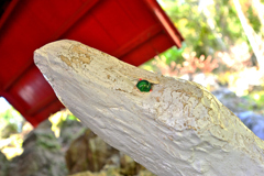 緑を湛えた白蛇
