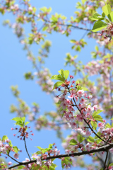 千鳥ヶ淵の桜