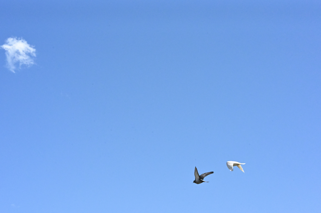 嗚呼 斑鳩が行く By たあぼ Id 写真共有サイト Photohito