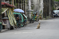 フィリピンのたくましい犬たち