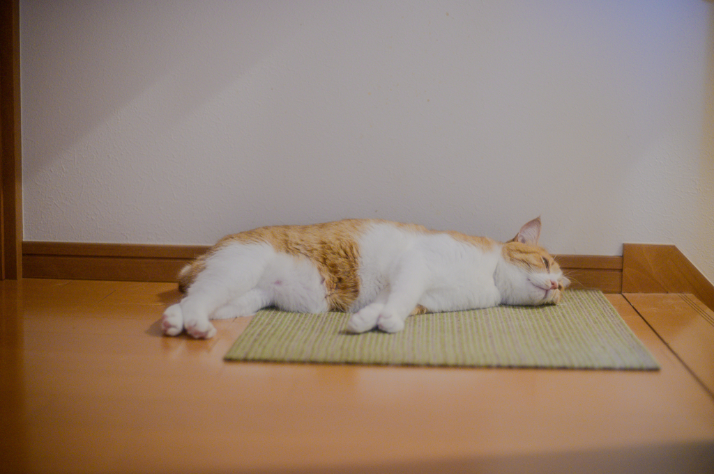 まどろむ猫５（少し考えて）