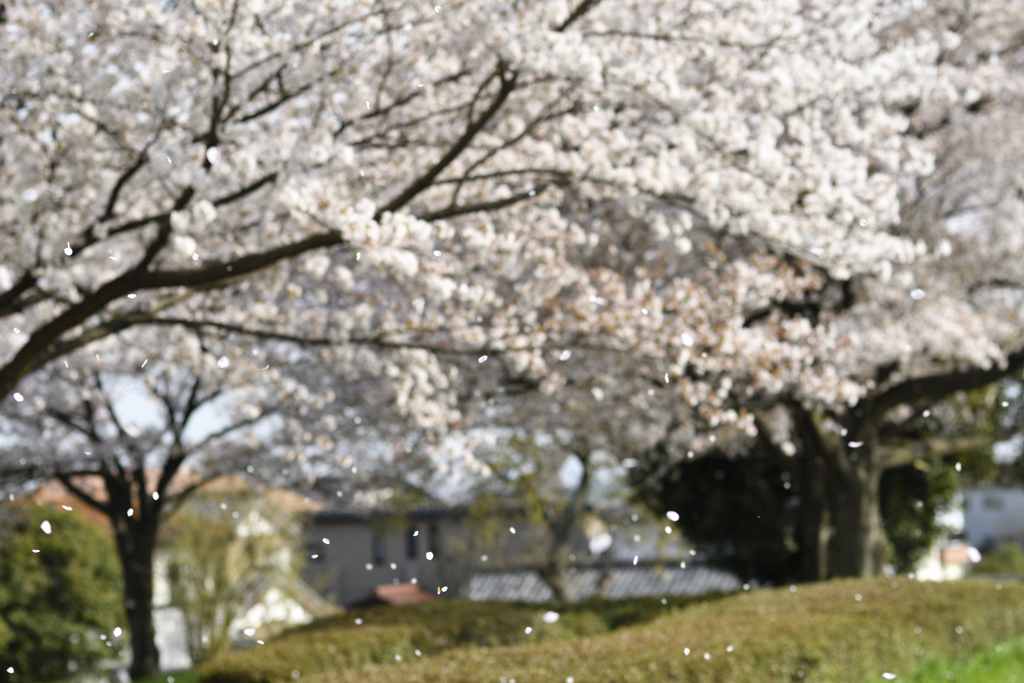 桜吹雪