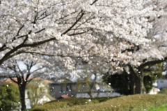 桜吹雪