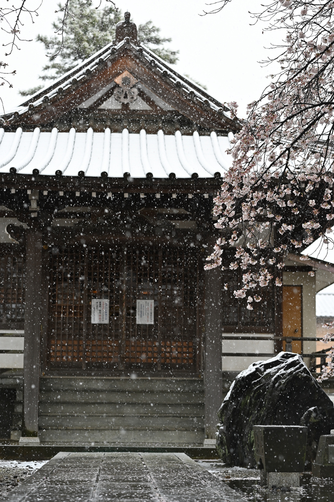 お堂の桜と雪