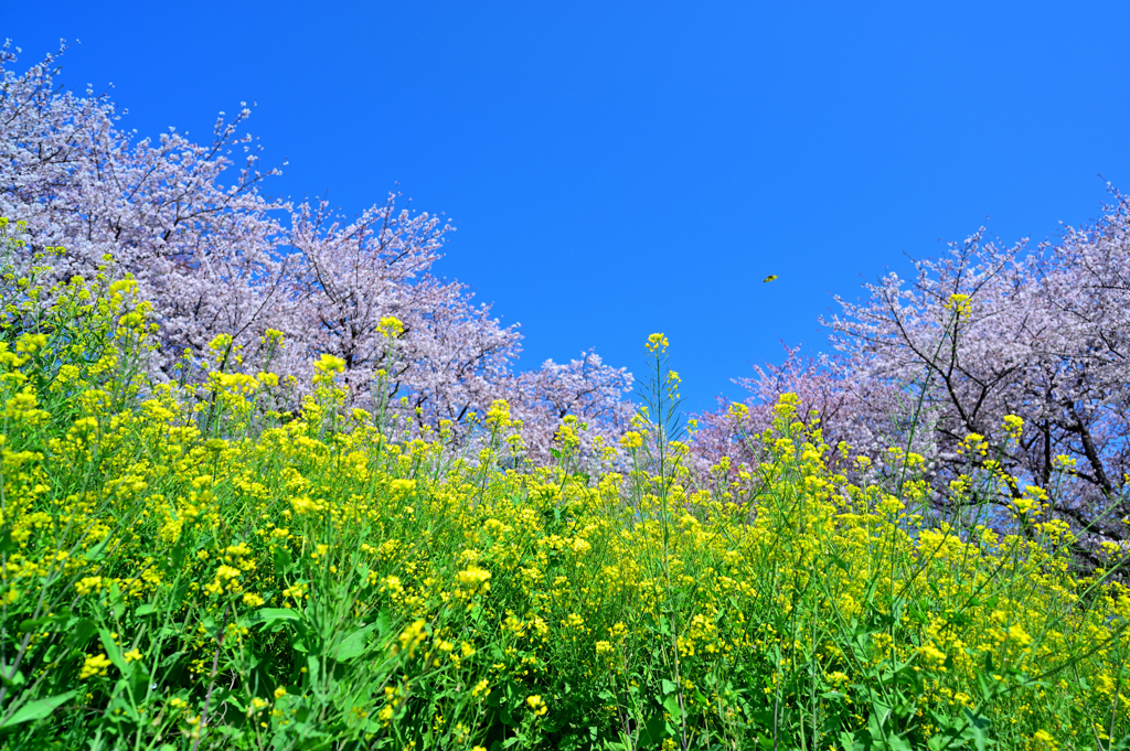 桜花謳歌