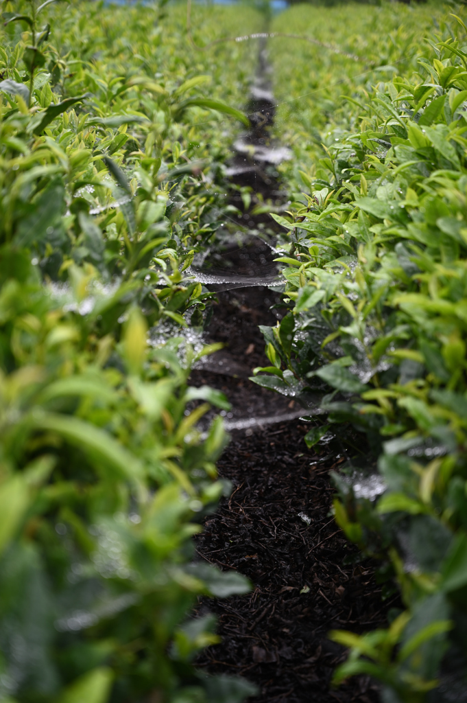 空中都市を繋ぐ橋