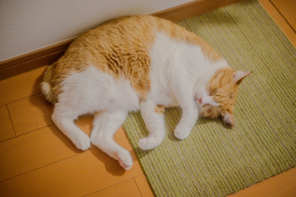 まどろむ猫３