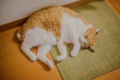 まどろむ猫３