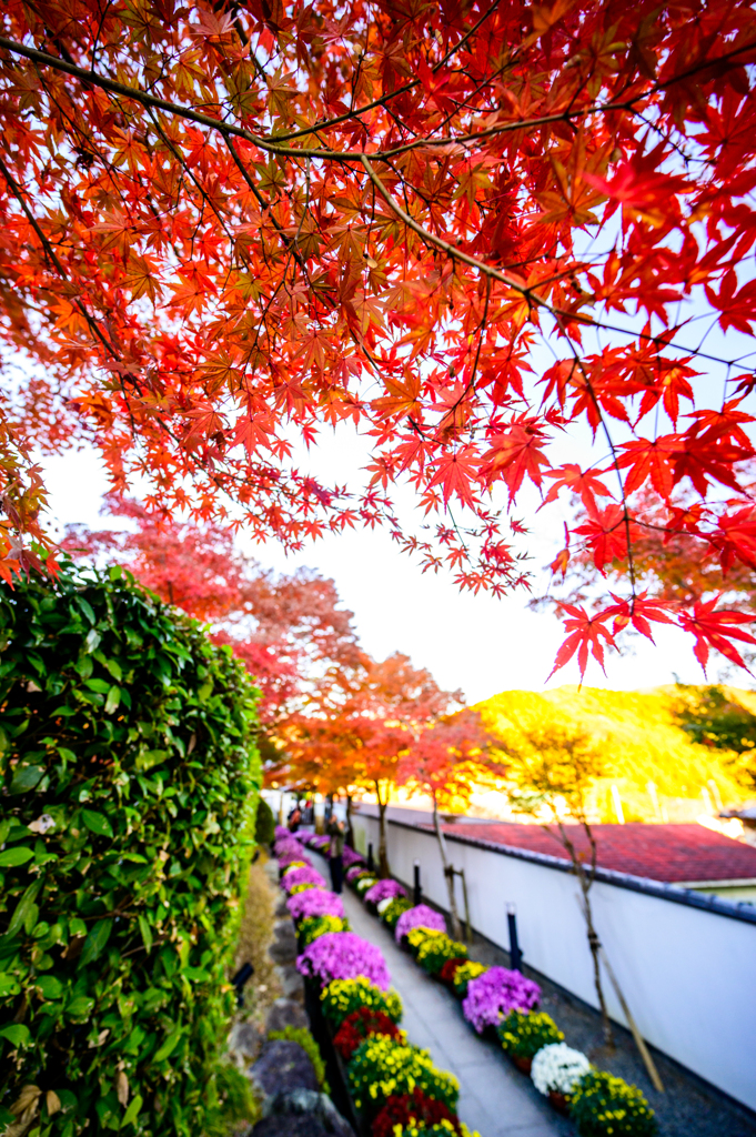 2025-11-15_152146_DSC_6319