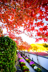 2025-11-15_152146_DSC_6319