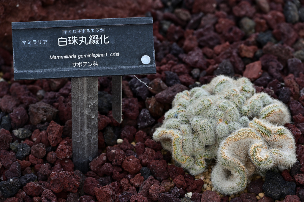 これ、サボテンなんだ…