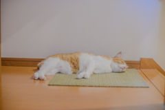 まどろむ猫６（やっぱ眠い）