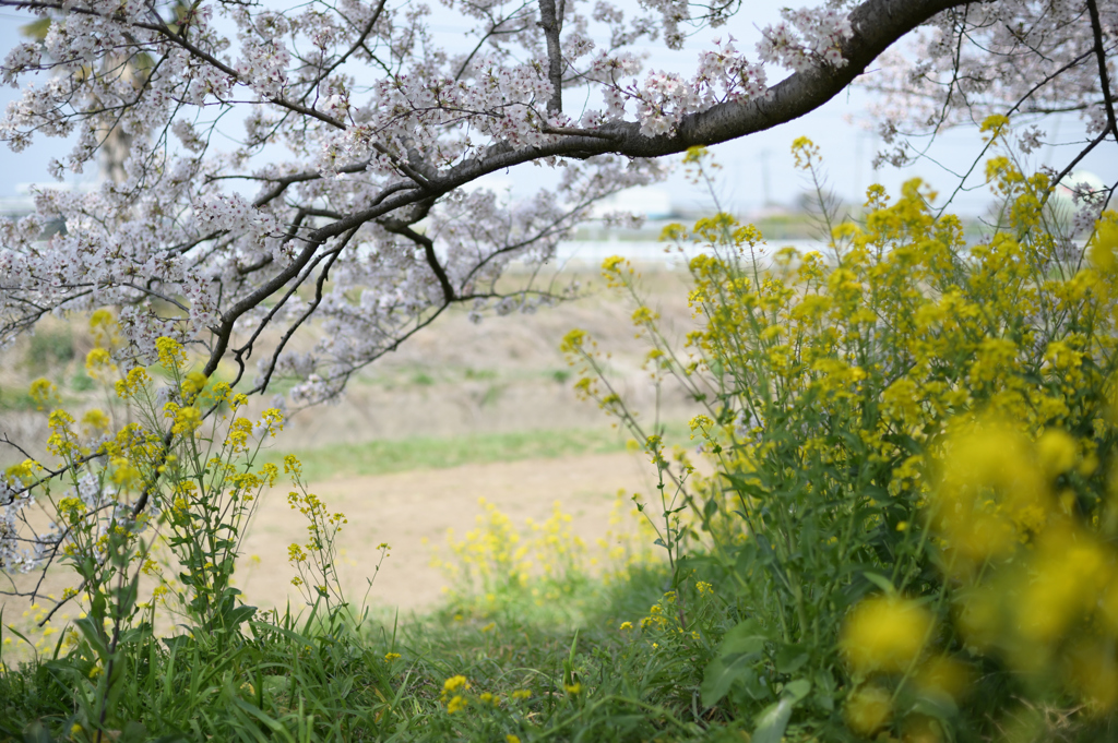 菜の花の出迎え、桜の抱擁