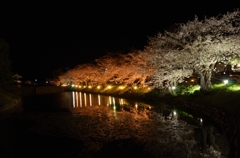 青春桜花