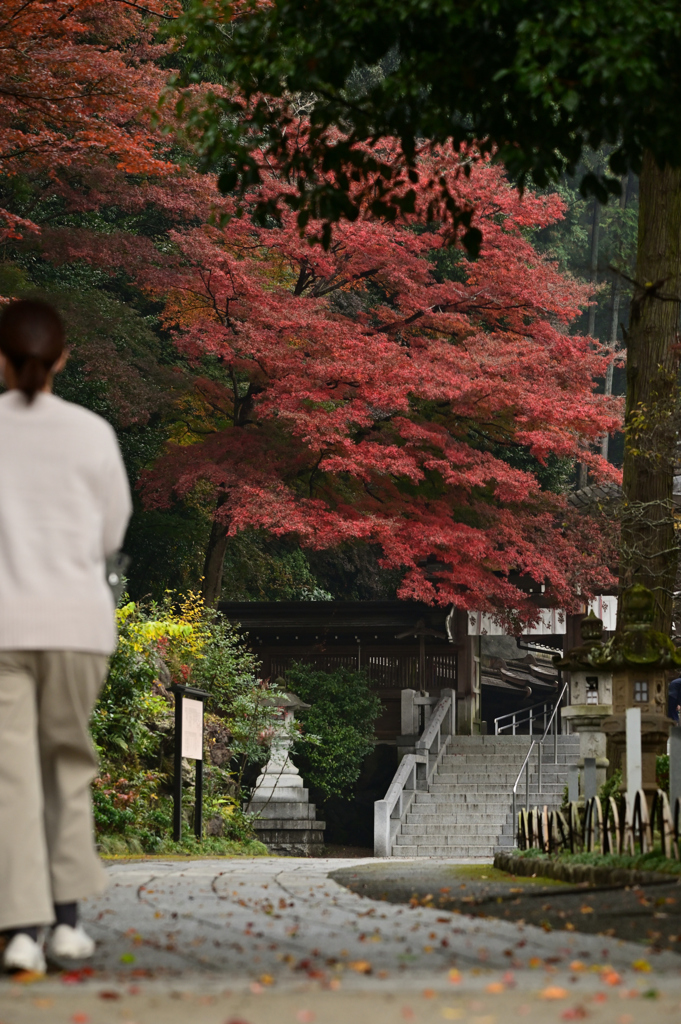 秋の参道