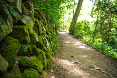 苔の壁が好き