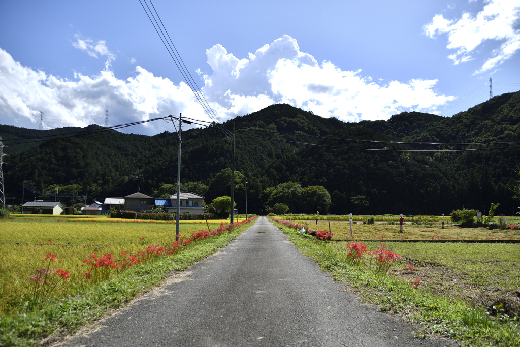 彼岸花でお出迎え