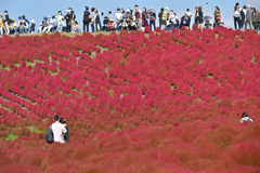 コキアの丘を越えて