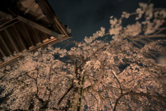 屋根桜