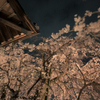屋根桜