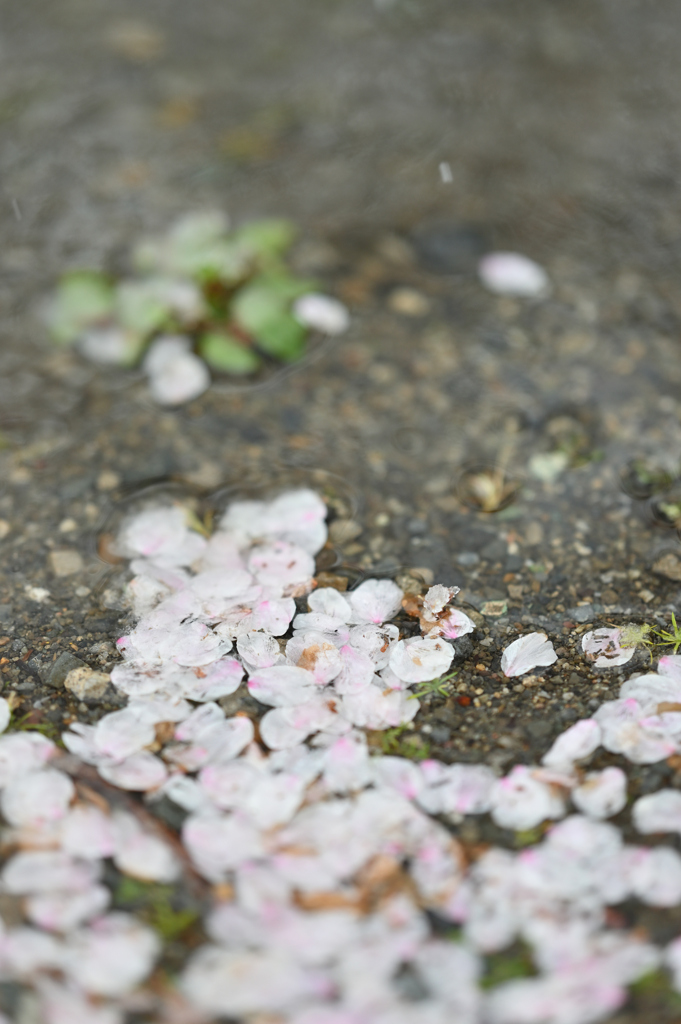 落桜