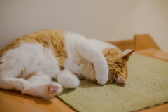 まどろむ猫１（眩しいわけではない）