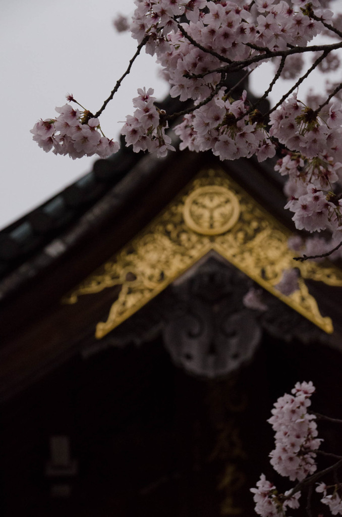 王花