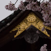 王花