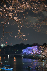 夜桜