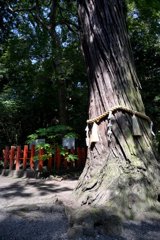 巨神木