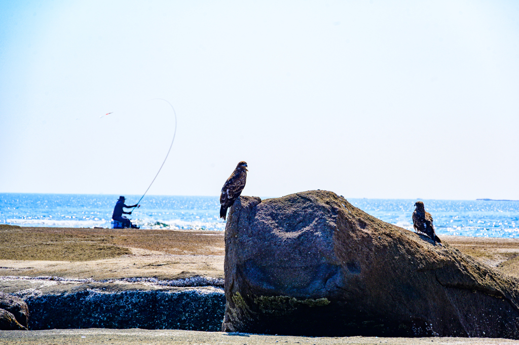 空と海のハンターたち