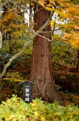 この木何の木一茶の木