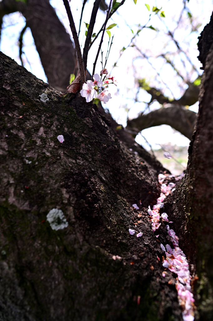 桜灯