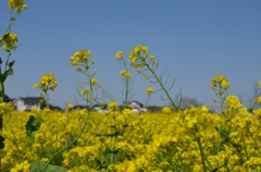 菜々な菜の花