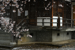 粉雪舞う　桜の季節