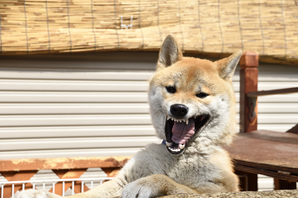 2017-03-12_103740_DSC4802_00001