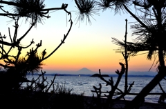 富士山を愛でる