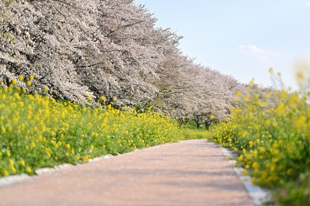 うららかな花道