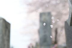 さくらスパイダー