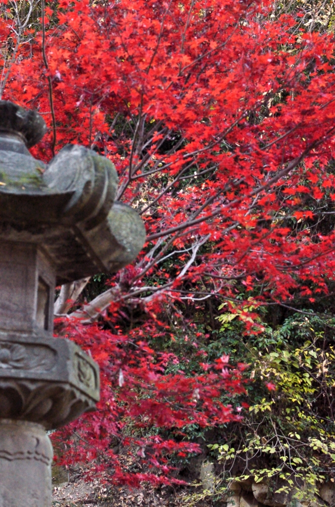 灯籠と紅葉