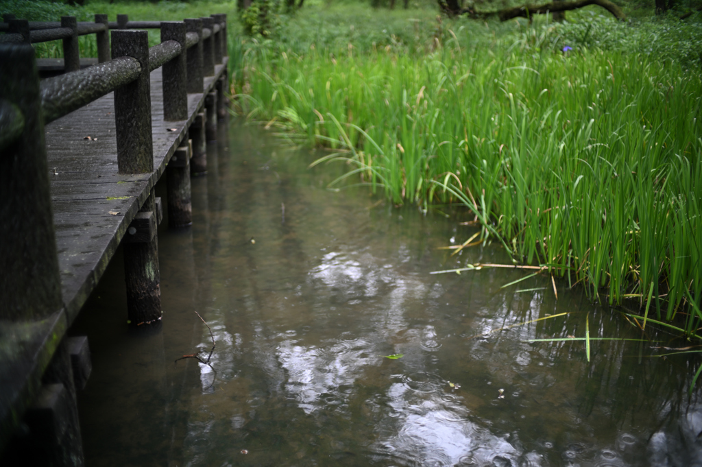 雨降る湿地