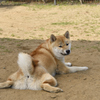おしり