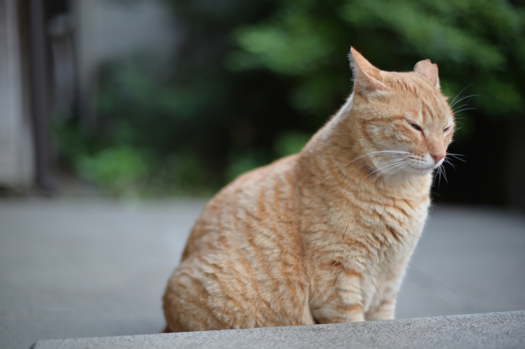 心地よい風凪ぐ昼下がり