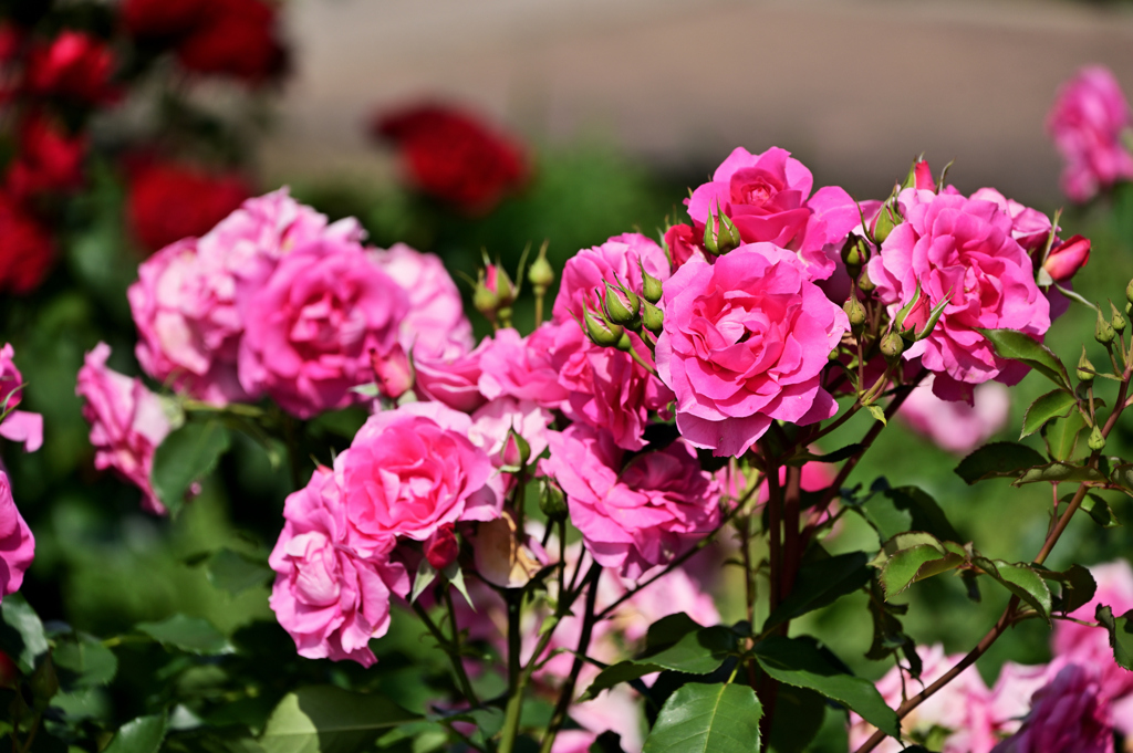 2024-05-18_142634_DSC_7421