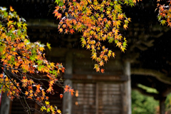 雨紅葉