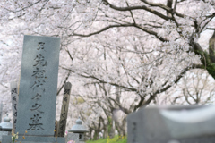 死んで花見と洒落込むか