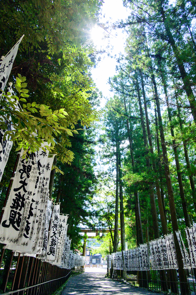夏照らす参道