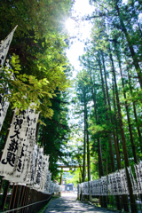 夏照らす参道