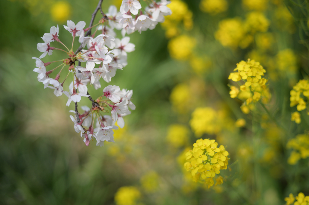 桜の花火、菜の花観る